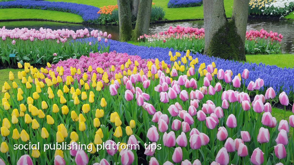 social publishing platform tips