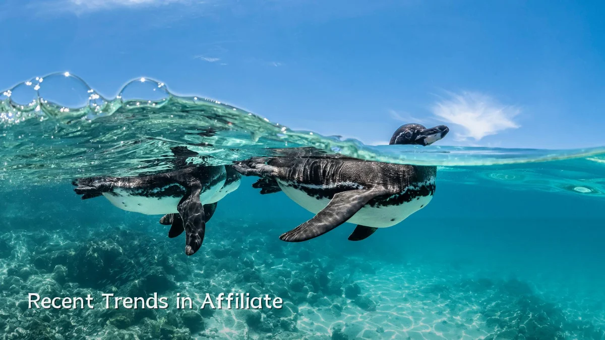 Recent Trends in Affiliate